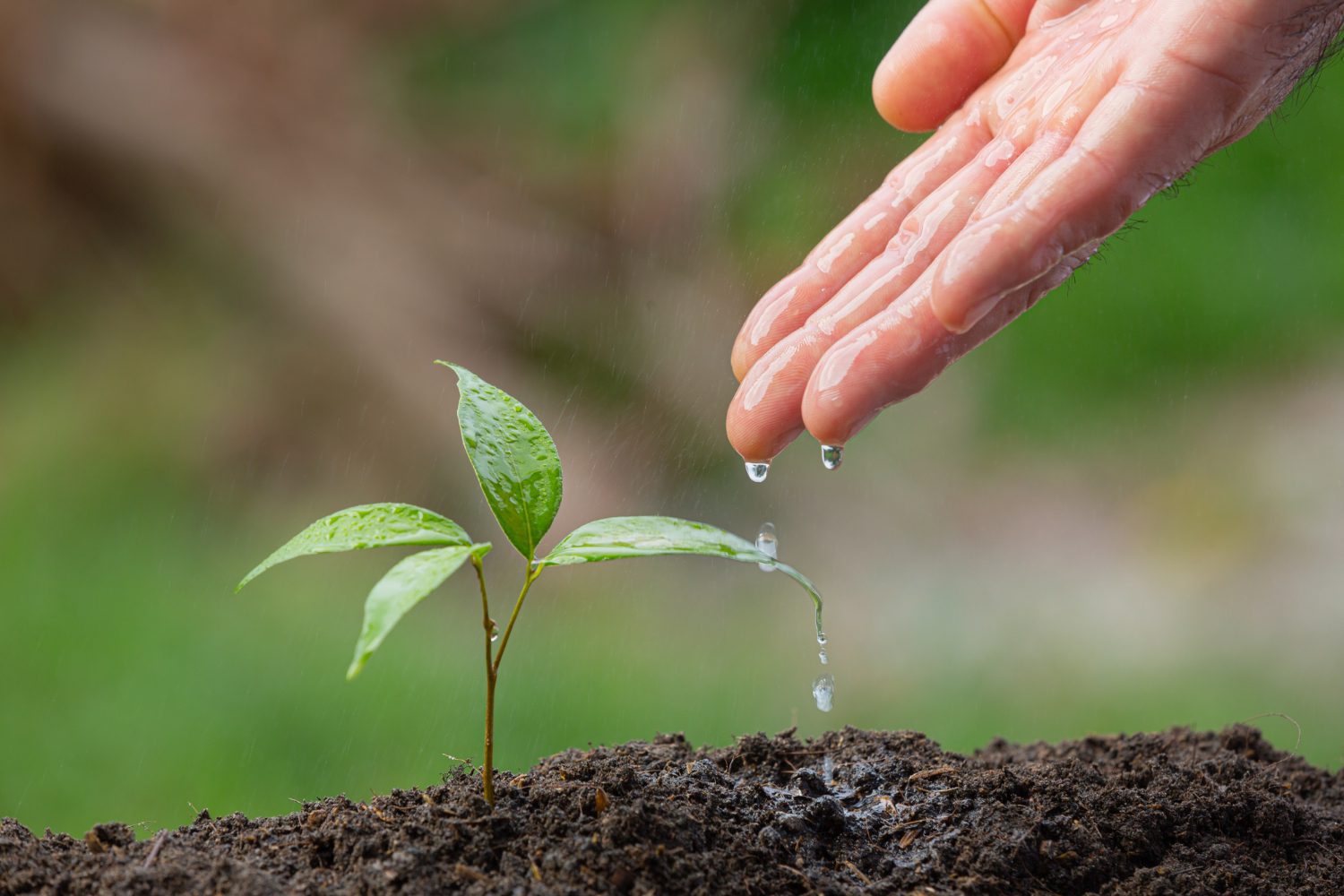 close-up-picture-hand-watering-sapling-plant